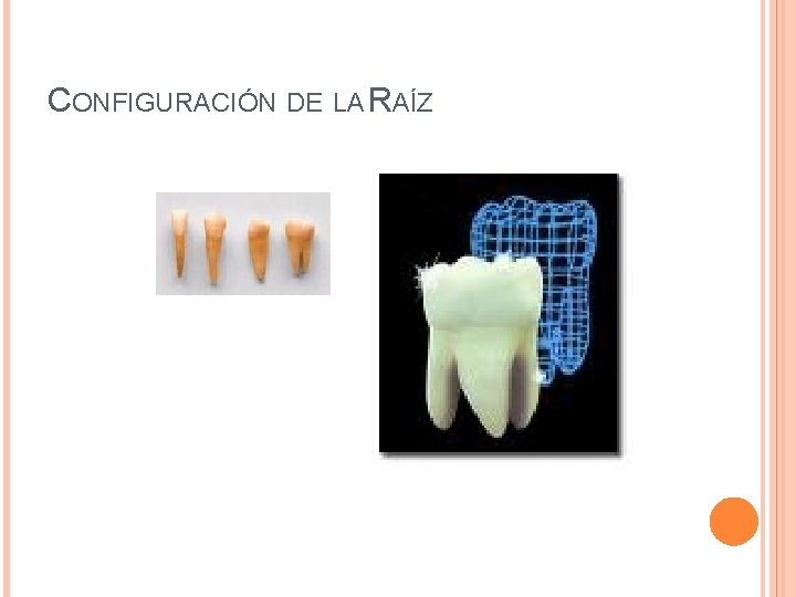 CONFIGURACIÓN DE LA RAÍZ 