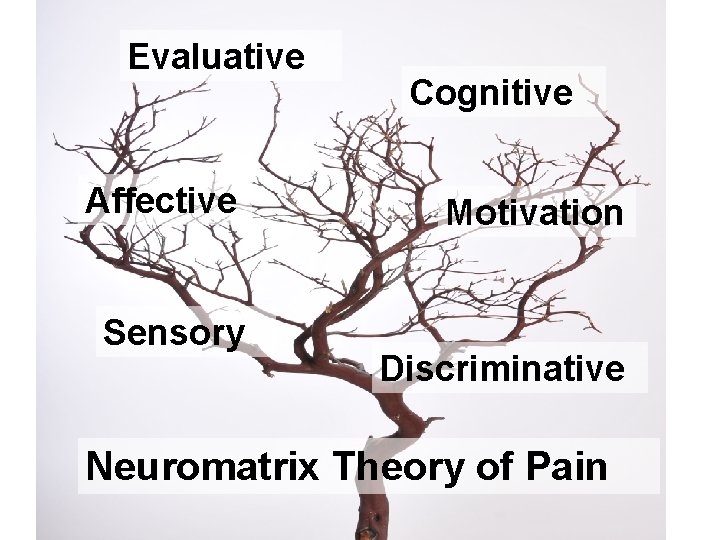 Evaluative Affective Sensory Cognitive Motivation Discriminative Neuromatrix Theory of Pain 