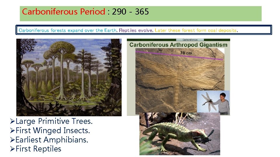 Carboniferous Period : 290 - 365 Carboniferous forests expand over the Earth. Reptiles evolve.