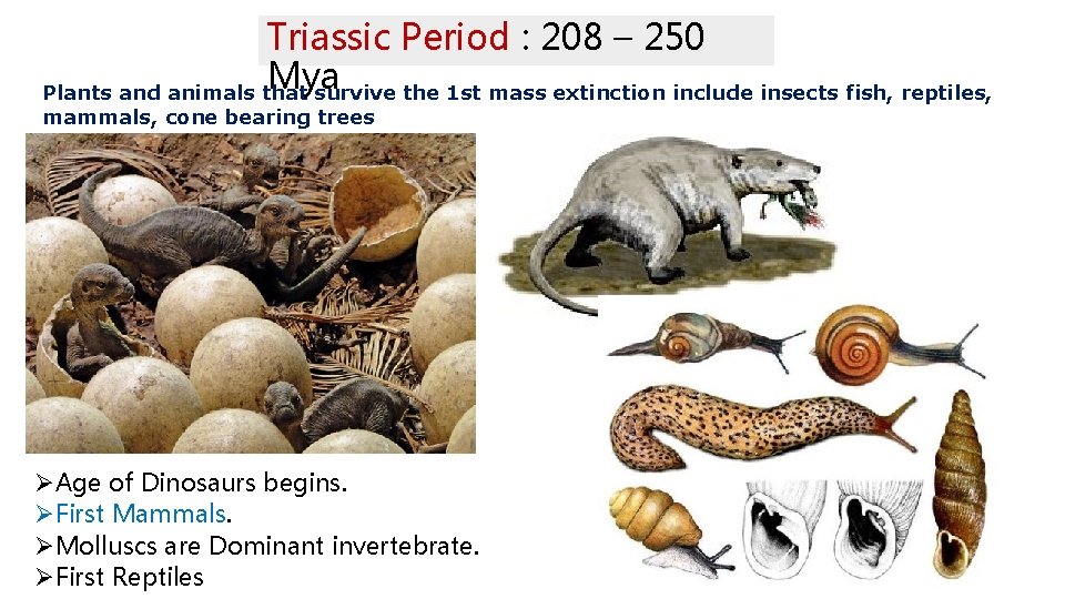 Triassic Period : 208 – 250 Mya Plants and animals that survive the 1