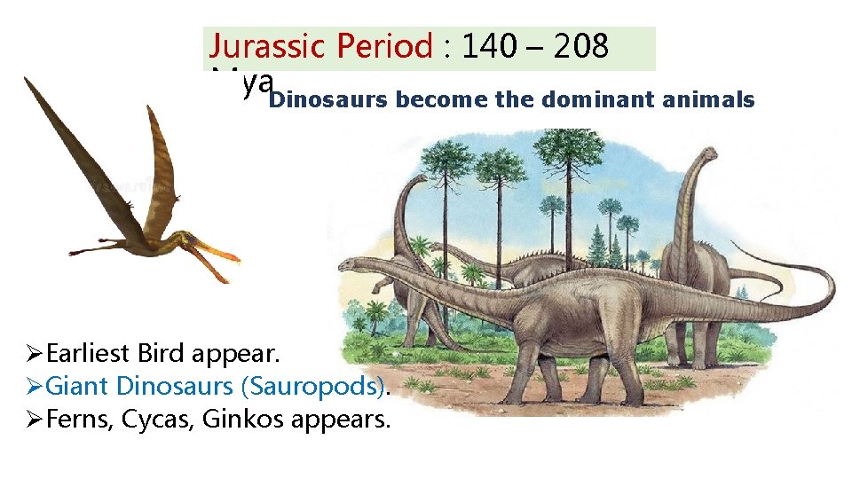Jurassic Period : 140 – 208 Mya. Dinosaurs become the dominant animals ØEarliest Bird