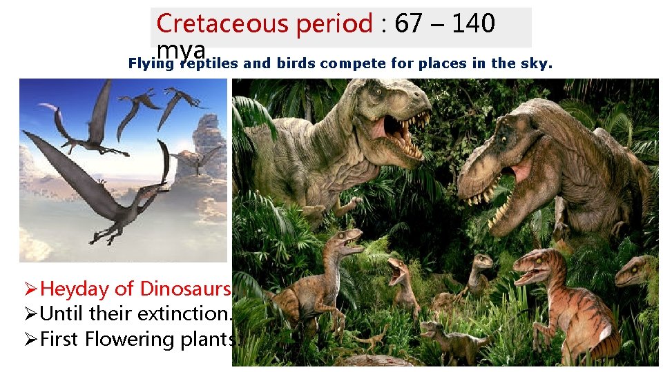 Cretaceous period : 67 – 140 mya Flying reptiles and birds compete for places