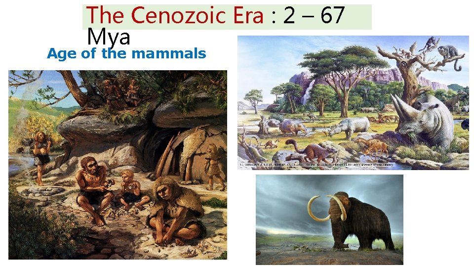 The Cenozoic Era : 2 – 67 Mya Age of the mammals 