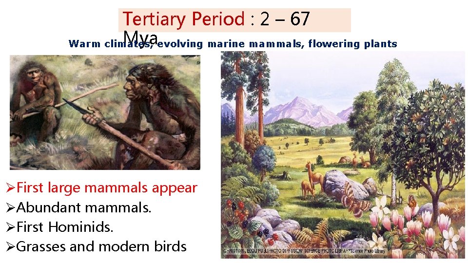 Tertiary Period : 2 – 67 Myaevolving marine mammals, flowering plants Warm climates, ØFirst