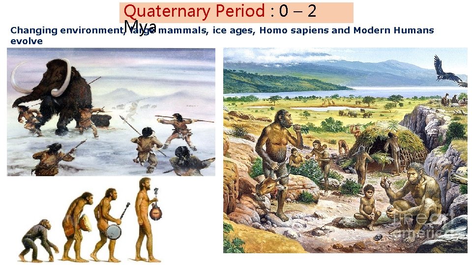 Quaternary Period : 0 – 2 Changing environment, Mya large mammals, ice ages, Homo