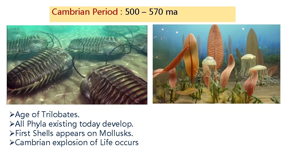 Cambrian Period : 500 – 570 ma ØAge of Trilobates. ØAll Phyla existing today