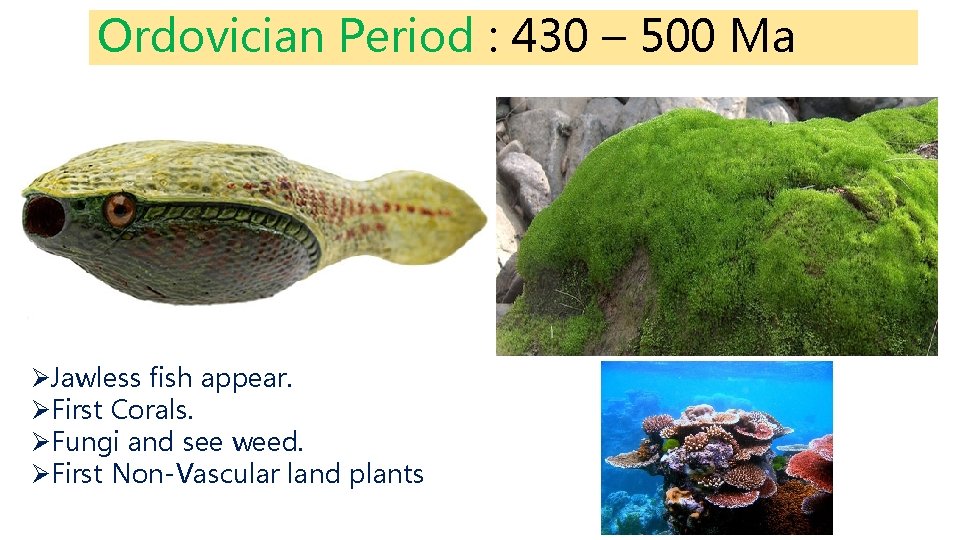 Ordovician Period : 430 – 500 Ma ØJawless fish appear. ØFirst Corals. ØFungi and