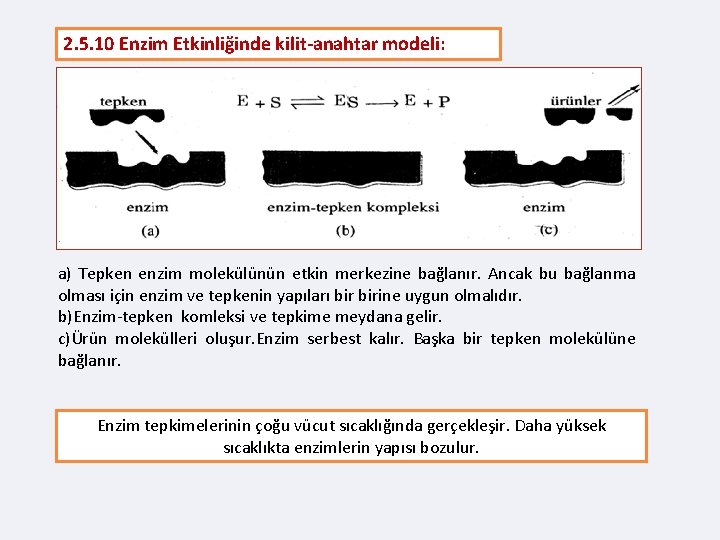 2. 5. 10 Enzim Etkinliğinde kilit-anahtar modeli: a) Tepken enzim molekülünün etkin merkezine bağlanır.