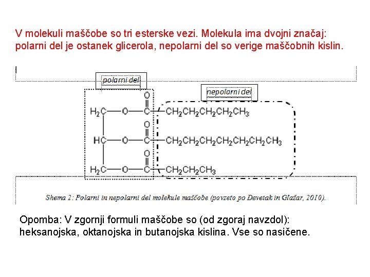 V molekuli maščobe so tri esterske vezi. Molekula ima dvojni značaj: polarni del je