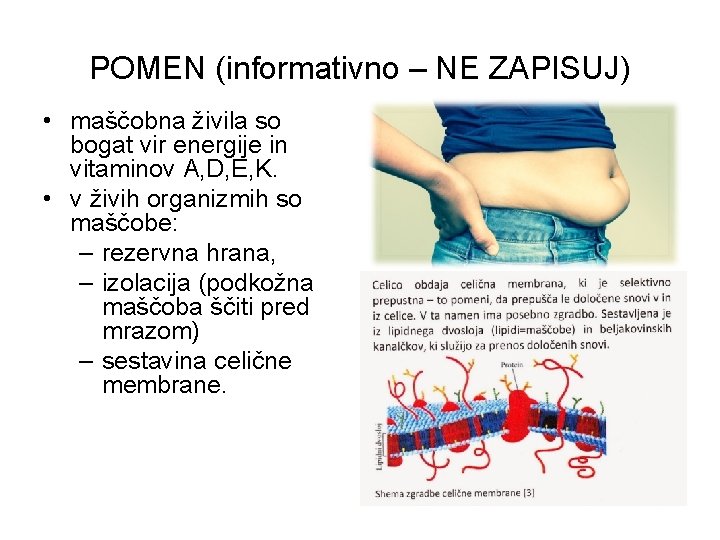 POMEN (informativno – NE ZAPISUJ) • maščobna živila so bogat vir energije in vitaminov