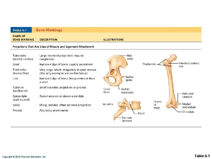 Copyright © 2010 Pearson Education, Inc. Table 6. 1 