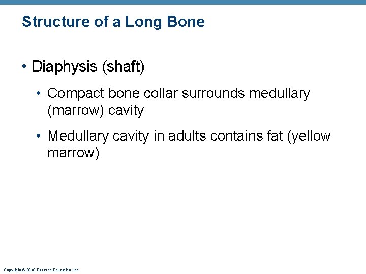 Structure of a Long Bone • Diaphysis (shaft) • Compact bone collar surrounds medullary