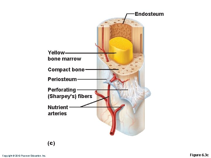 Endosteum Yellow bone marrow Compact bone Periosteum Perforating (Sharpey’s) fibers Nutrient arteries (c) Copyright
