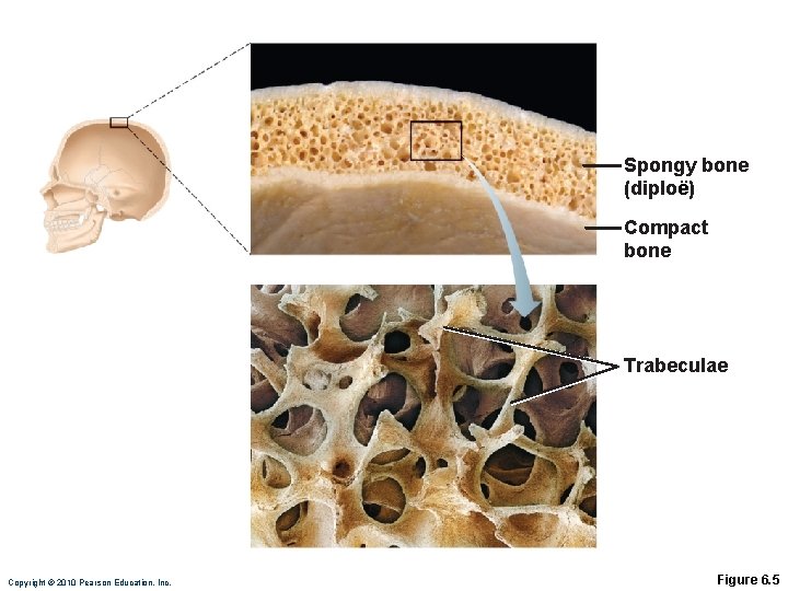 Spongy bone (diploë) Compact bone Trabeculae Copyright © 2010 Pearson Education, Inc. Figure 6.