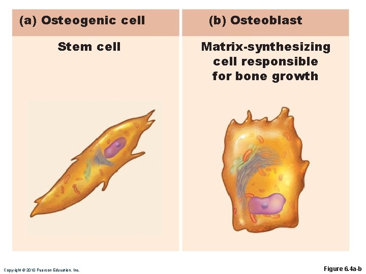 (a) Osteogenic cell Stem cell Copyright © 2010 Pearson Education, Inc. (b) Osteoblast Matrix-synthesizing