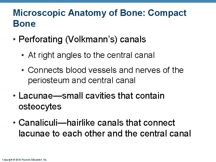 Microscopic Anatomy of Bone: Compact Bone • Perforating (Volkmann’s) canals • At right angles