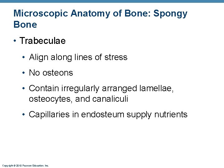 Microscopic Anatomy of Bone: Spongy Bone • Trabeculae • Align along lines of stress