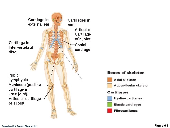 Cartilage in external ear Cartilage in Intervertebral disc Cartilages in nose Articular Cartilage of