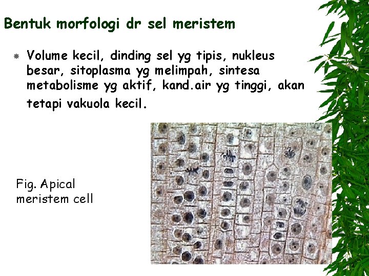 Bentuk morfologi dr sel meristem Volume kecil, dinding sel yg tipis, nukleus besar, sitoplasma