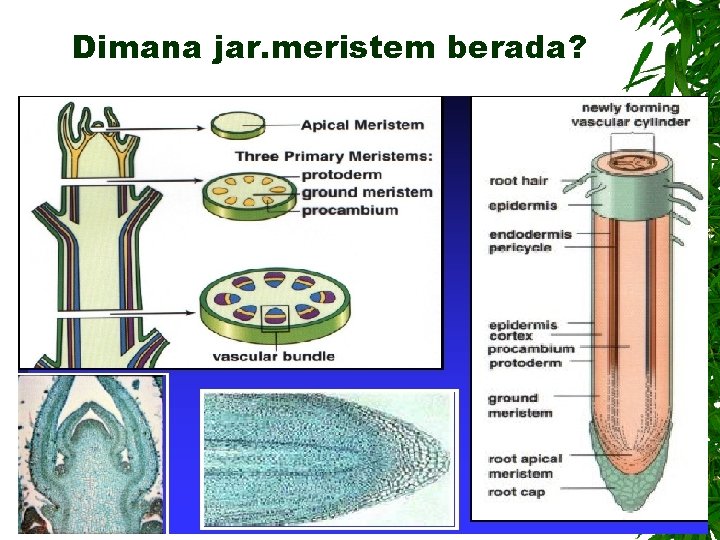 Dimana jar. meristem berada? 