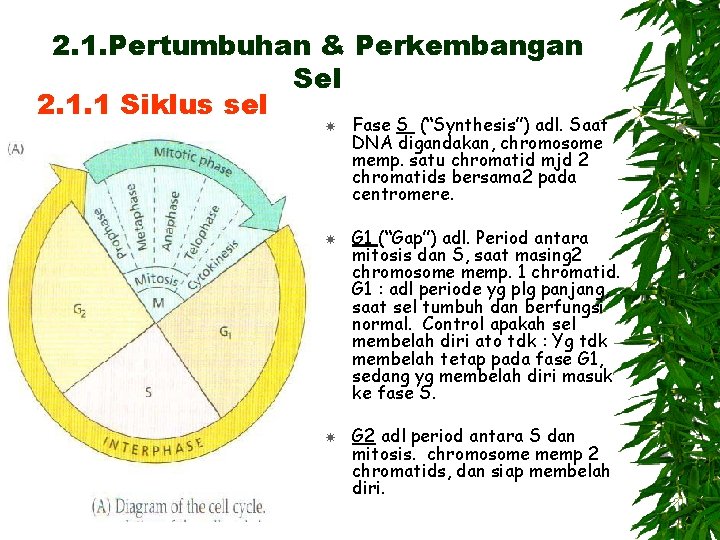 2. 1. Pertumbuhan & Perkembangan Sel 2. 1. 1 Siklus sel Fase S (“Synthesis”)