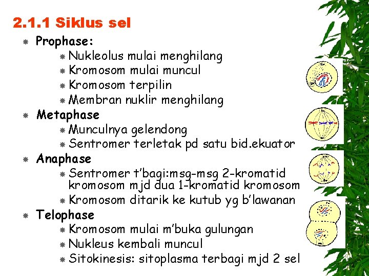 2. 1. 1 Siklus sel Prophase: Nukleolus mulai menghilang Kromosom mulai muncul Kromosom terpilin