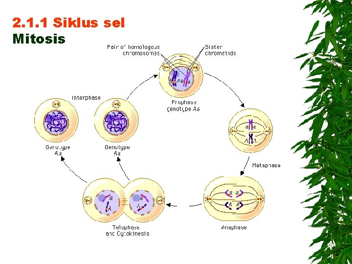 2. 1. 1 Siklus sel Mitosis 