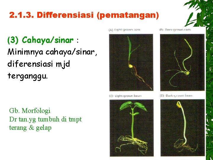 2. 1. 3. Differensiasi (pematangan) (3) Cahaya/sinar： Minimnya cahaya/sinar, diferensiasi mjd terganggu. Gb. Morfologi