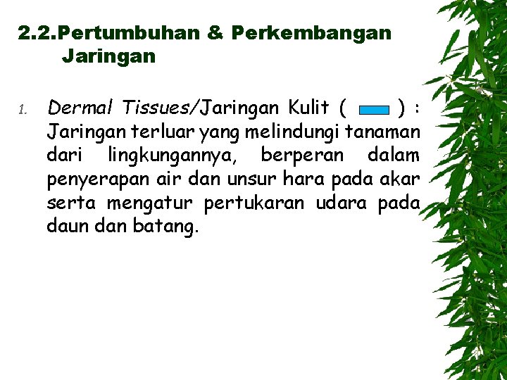 2. 2. Pertumbuhan & Perkembangan Jaringan 1. Dermal Tissues/Jaringan Kulit ( ) : Jaringan