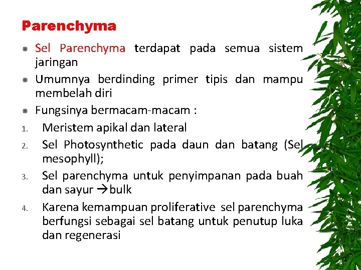 Parenchyma 1. 2. 3. 4. Sel Parenchyma terdapat pada semua sistem jaringan Umumnya berdinding