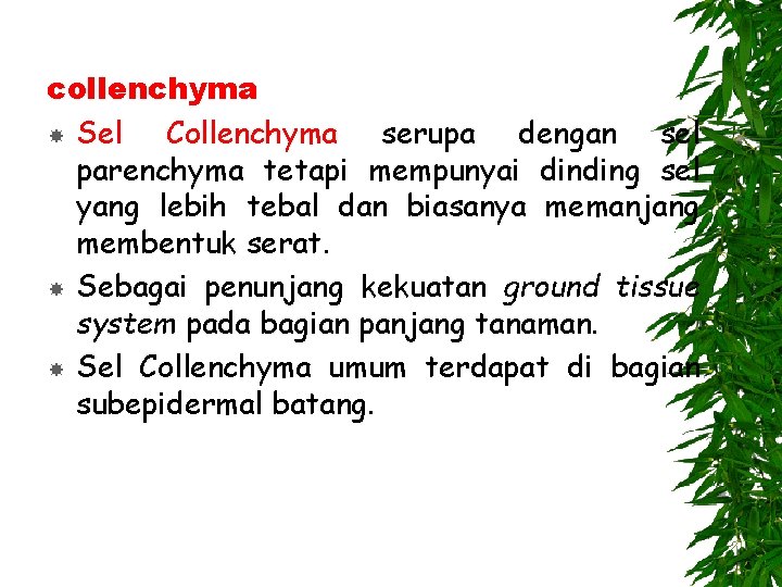 collenchyma Sel Collenchyma serupa dengan sel parenchyma tetapi mempunyai dinding sel yang lebih tebal