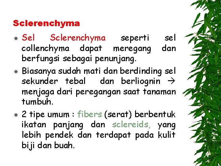 Sclerenchyma Sel Sclerenchyma seperti sel collenchyma dapat meregang dan berfungsi sebagai penunjang. Biasanya sudah