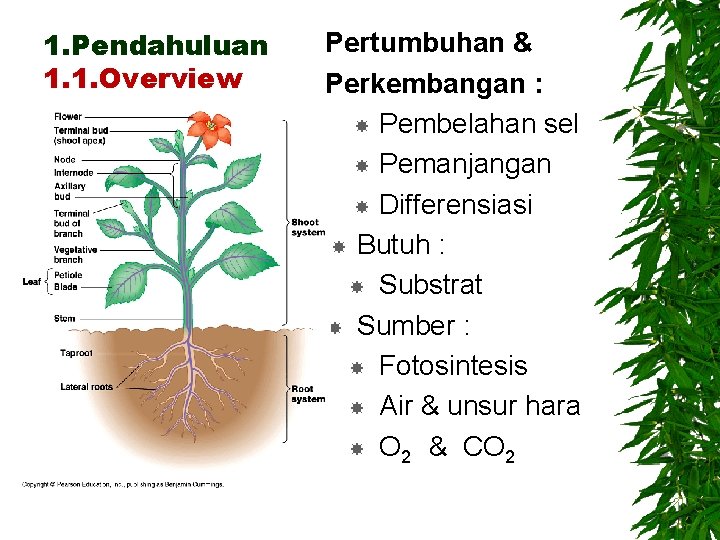 1. Pendahuluan 1. 1. Overview Pertumbuhan & Perkembangan : Pembelahan sel Pemanjangan Differensiasi Butuh