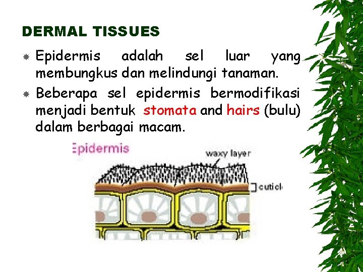 DERMAL TISSUES Epidermis adalah sel luar yang membungkus dan melindungi tanaman. Beberapa sel epidermis