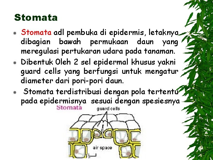 Stomata Stomata adl pembuka di epidermis, letaknya dibagian bawah permukaan daun yang meregulasi pertukaran