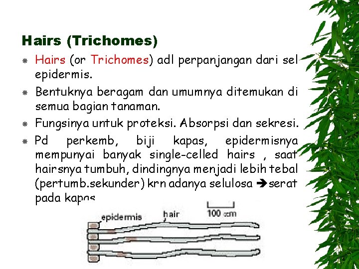 Hairs (Trichomes) Hairs (or Trichomes) adl perpanjangan dari sel epidermis. Bentuknya beragam dan umumnya