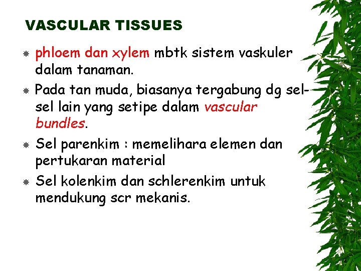 VASCULAR TISSUES phloem dan xylem mbtk sistem vaskuler dalam tanaman. Pada tan muda, biasanya