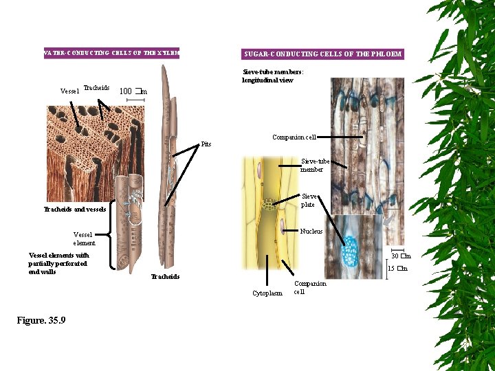 WATER-CONDUCTING CELLS OF THE XYLEM Vessel Tracheids SUGAR-CONDUCTING CELLS OF THE PHLOEM Sieve-tube members: