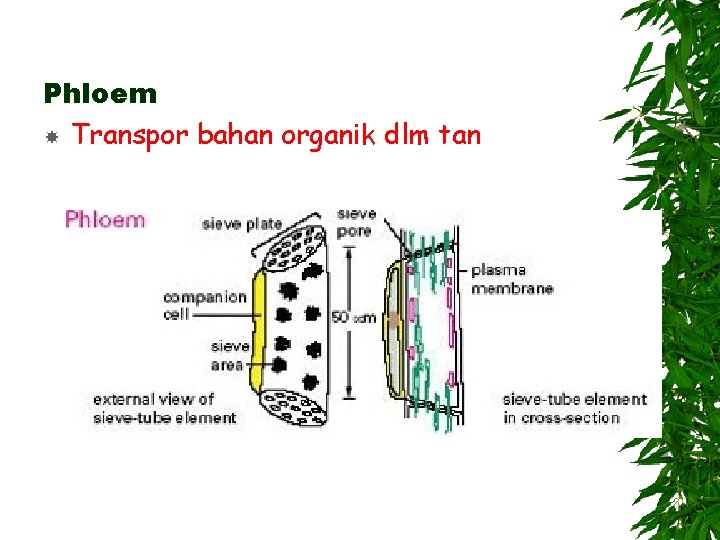 Phloem Transpor bahan organik dlm tan 