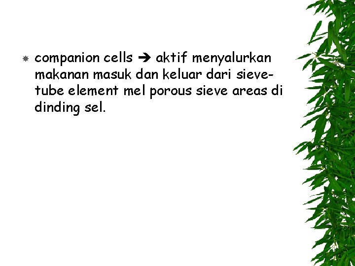  companion cells aktif menyalurkan makanan masuk dan keluar dari sievetube element mel porous