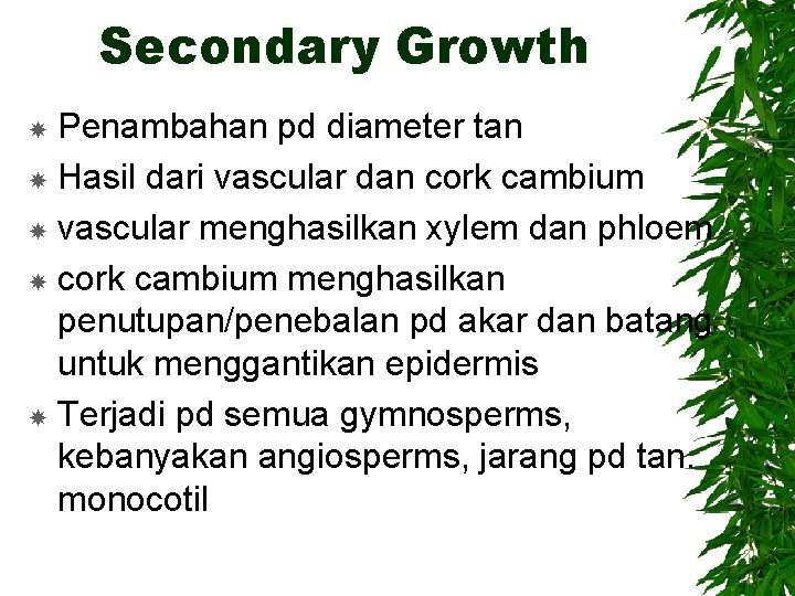 Secondary Growth Penambahan pd diameter tan Hasil dari vascular dan cork cambium vascular menghasilkan