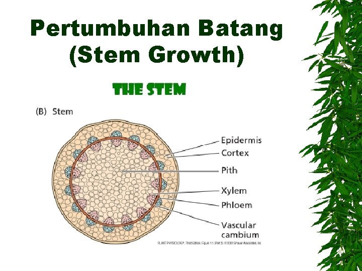 Pertumbuhan Batang (Stem Growth) 