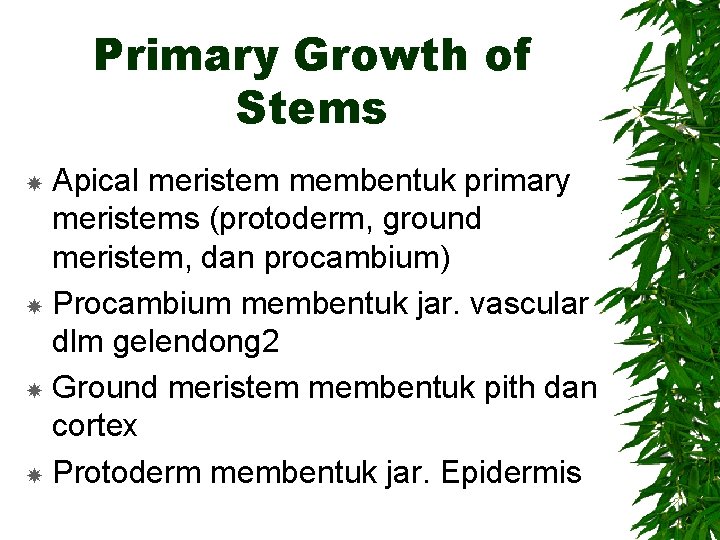 Primary Growth of Stems Apical meristem membentuk primary meristems (protoderm, ground meristem, dan procambium)