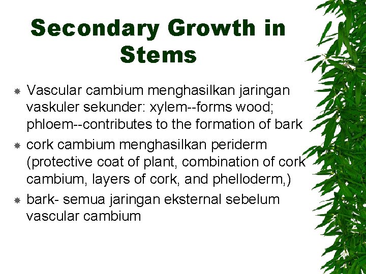 Secondary Growth in Stems Vascular cambium menghasilkan jaringan vaskuler sekunder: xylem--forms wood; phloem--contributes to