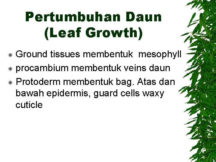 Pertumbuhan Daun (Leaf Growth) Ground tissues membentuk mesophyll procambium membentuk veins daun Protoderm membentuk