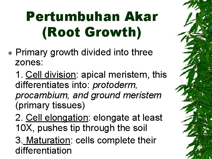 Pertumbuhan Akar (Root Growth) Primary growth divided into three zones: 1. Cell division: apical