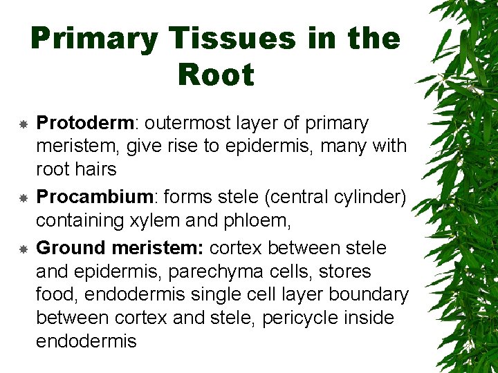 Primary Tissues in the Root Protoderm: outermost layer of primary meristem, give rise to