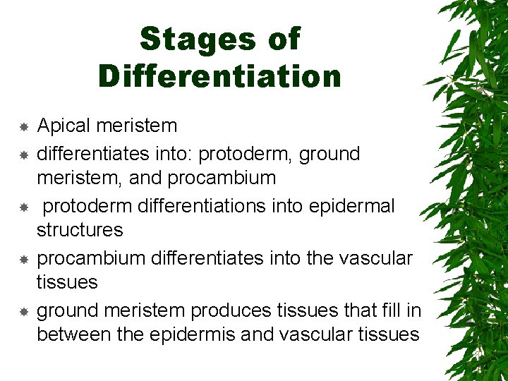 Stages of Differentiation Apical meristem differentiates into: protoderm, ground meristem, and procambium protoderm differentiations