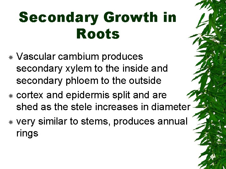 Secondary Growth in Roots Vascular cambium produces secondary xylem to the inside and secondary