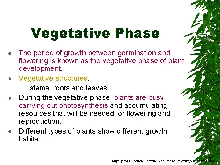 Vegetative Phase The period of growth between germination and flowering is known as the